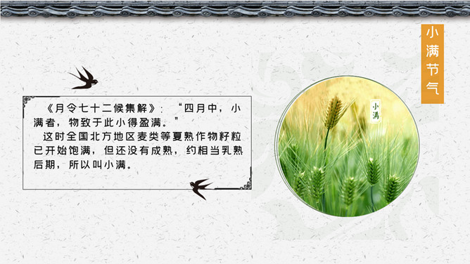 麦穗燕子小满节气PPT模板