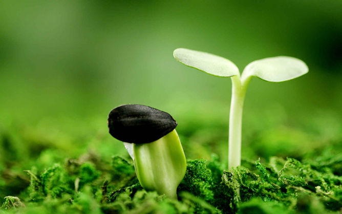 种子发芽嫩芽幼苗PPT背景图片