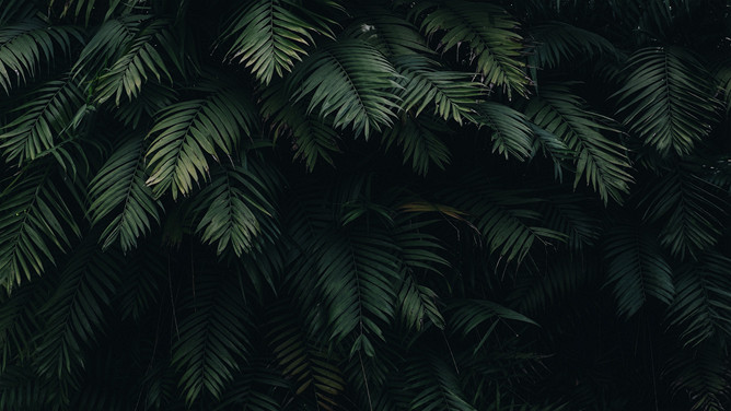 绿叶绿色植物叶子PPT背景图片