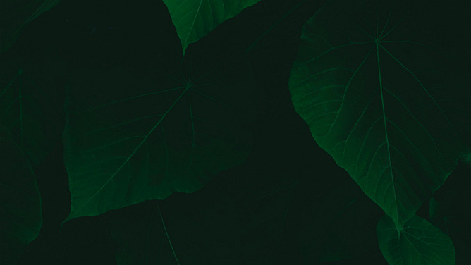 绿叶绿色植物叶子PPT背景图片