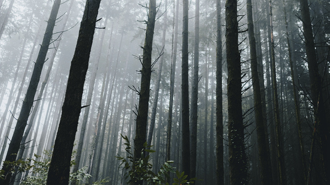 绿色森林树林PPT背景图片