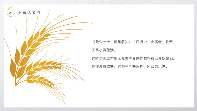 麦穗小满节气介绍PPT模板