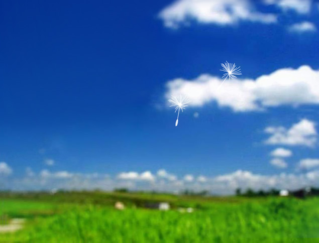 放飞心情――蒲公英动态PPT模板
