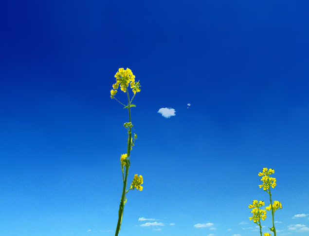 放飞心情――蒲公英动态PPT模板
