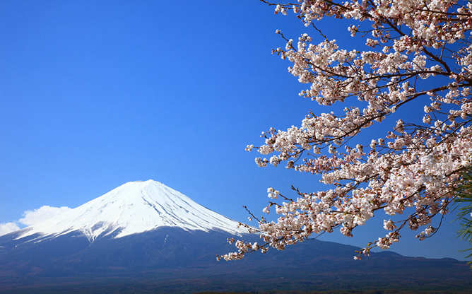 富士山樱花主题幻灯片背景