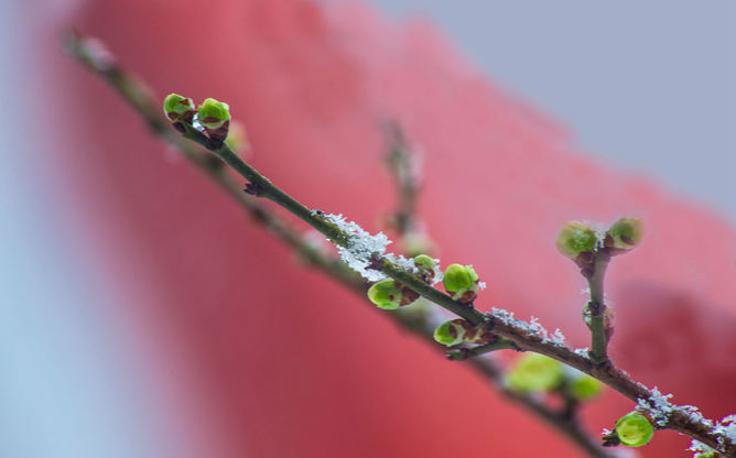 傲雪寒梅幻灯片背景