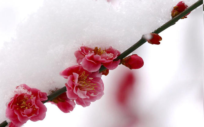 傲雪寒梅幻灯片背景