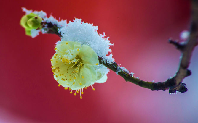 傲雪寒梅幻灯片背景