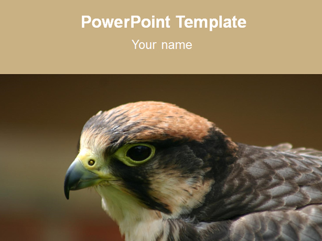 鹰——动物主题PPT模板