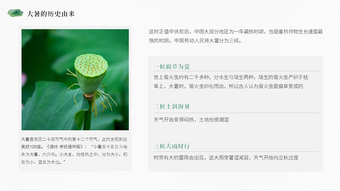 荷叶大暑节气介绍PPT模板