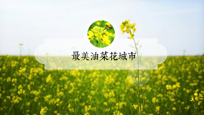 唯美油菜花田风光PPT模板