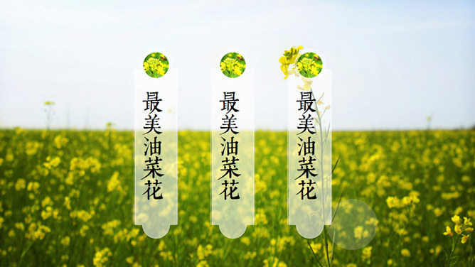 唯美油菜花田风光PPT模板