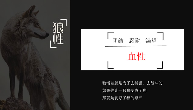 《狼图腾》影评PPT模板