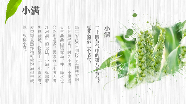 小满――二十四节气PPT模板