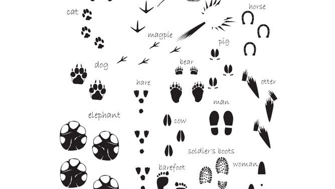 动物剪影幻灯片图片素材