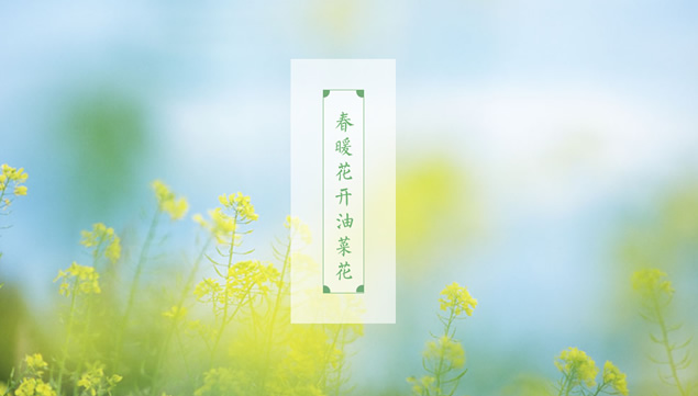 淡雅清新自然油菜花PPT模板