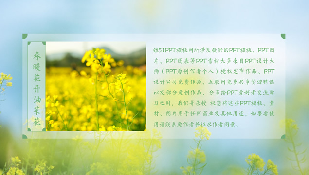 淡雅清新自然油菜花PPT模板