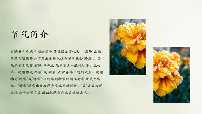 茅草柿子霜降节气PPT模板