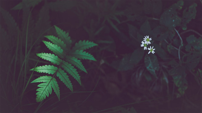养眼绿色植物PPT背景图片