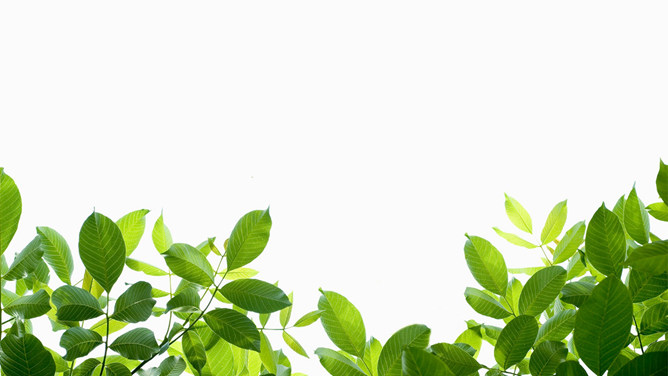 清新绿色叶子植物PPT背景图片