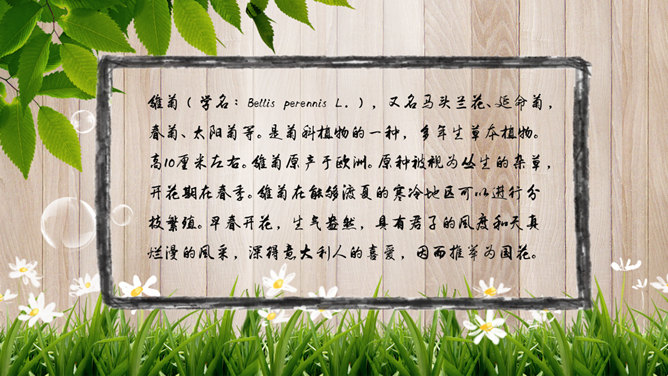 木纹木板绿叶小雏菊PPT模板