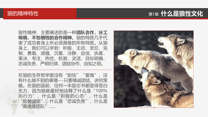 企业文化狼性精神培训PPT模板