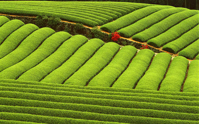 茶山茶园风景PPT背景图片