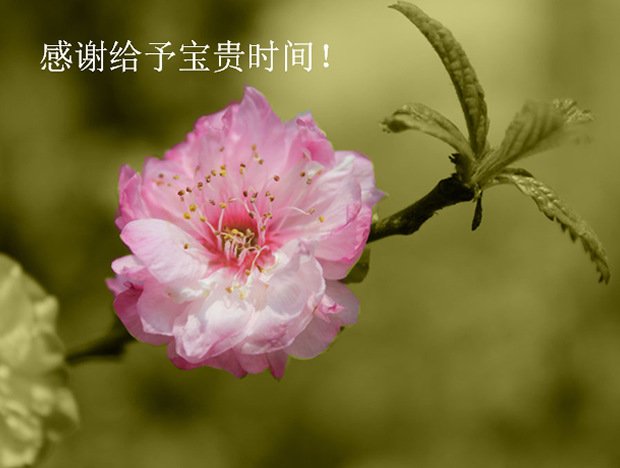 春天里的花儿PPT模板