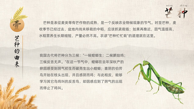 二十四节气之芒种PPT模板
