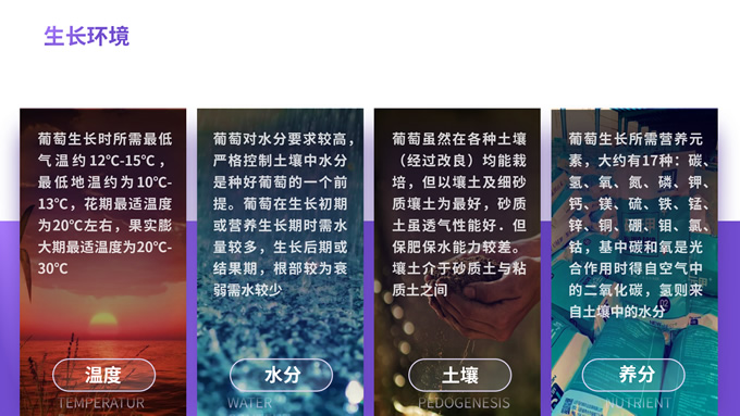 简洁大气紫色葡萄介绍PPT模板