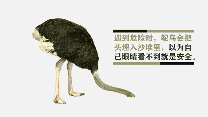 《鸵鸟心态》PPT作品赏析