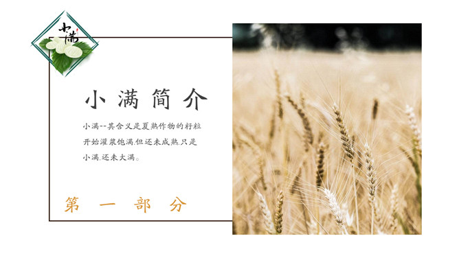 麦穗麦田小满节气PPT模板