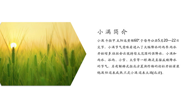 麦穗麦田小满节气PPT模板