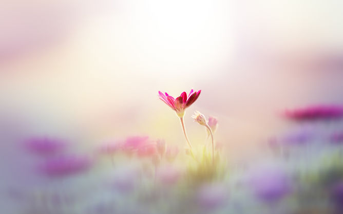 朦胧唯美花朵小花PPT背景