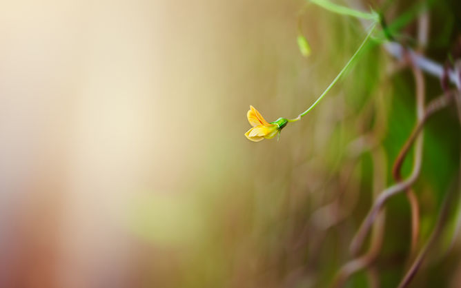 朦胧唯美花朵小花PPT背景