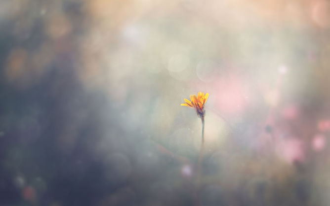 朦胧唯美花朵小花PPT背景