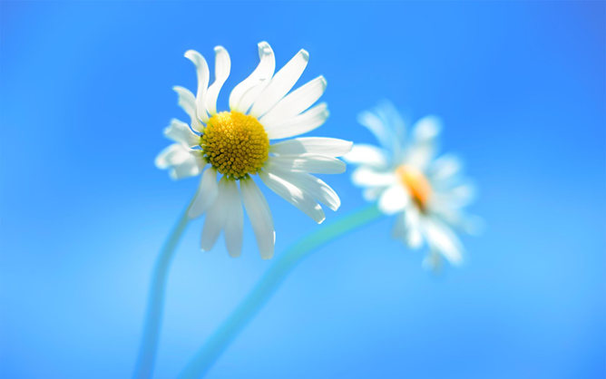 唯美淡雅小花PPT背景图片