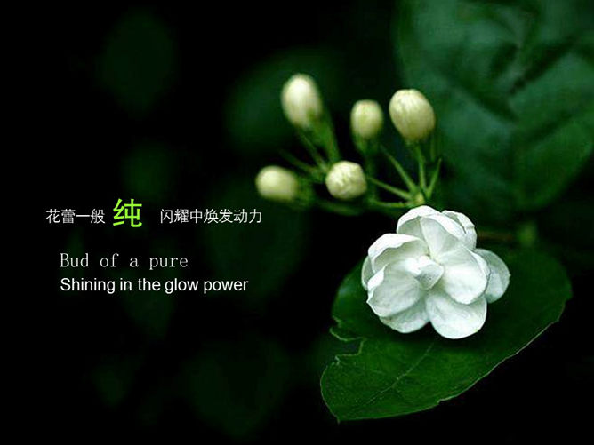 清新自然绿色主题PPT背景图